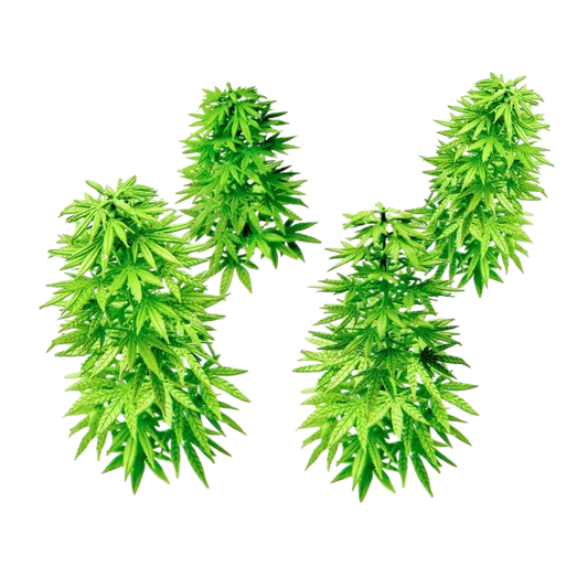Green Stuff World Paper Plants - Cannabis 10448