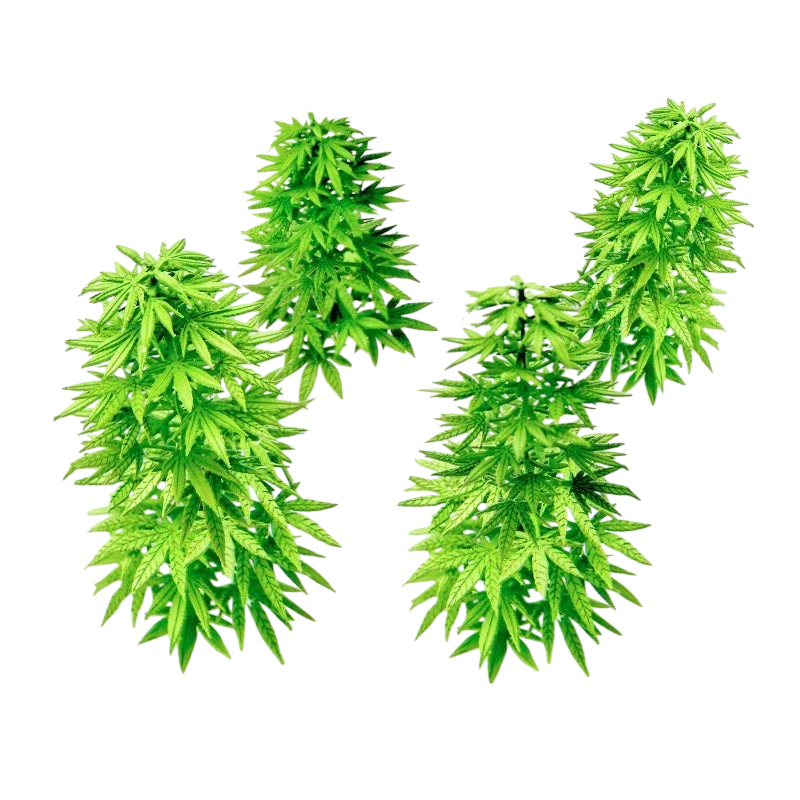 Green Stuff World Paper Plants - Cannabis 10448